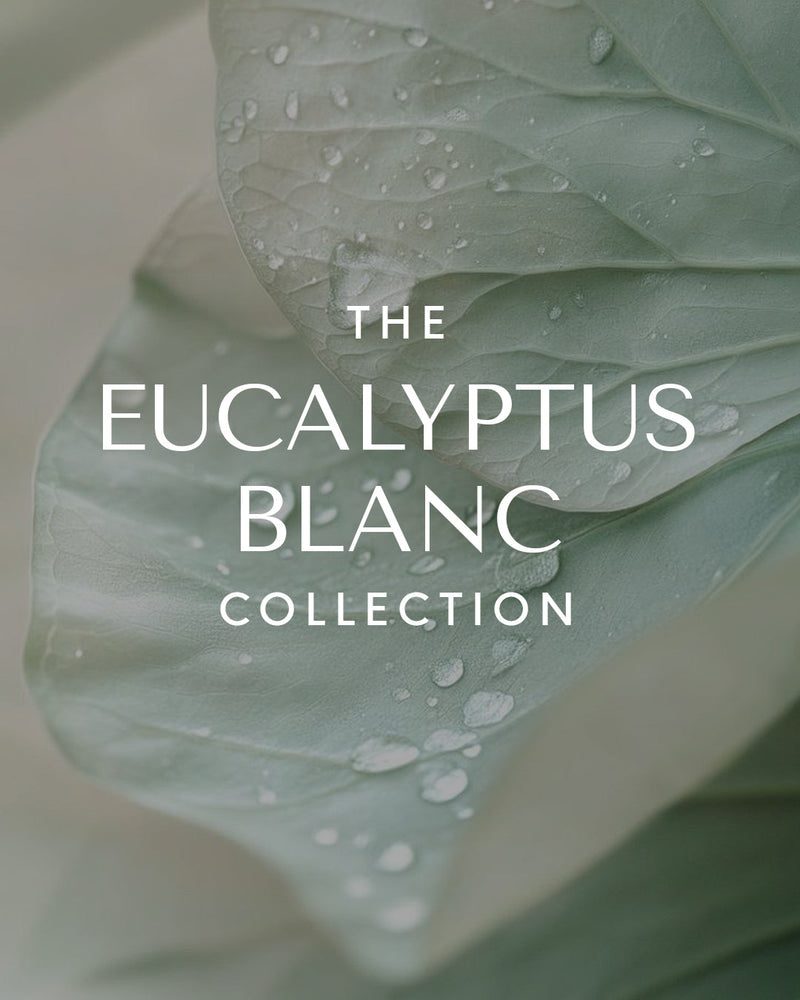 Eucalyptus Blanc