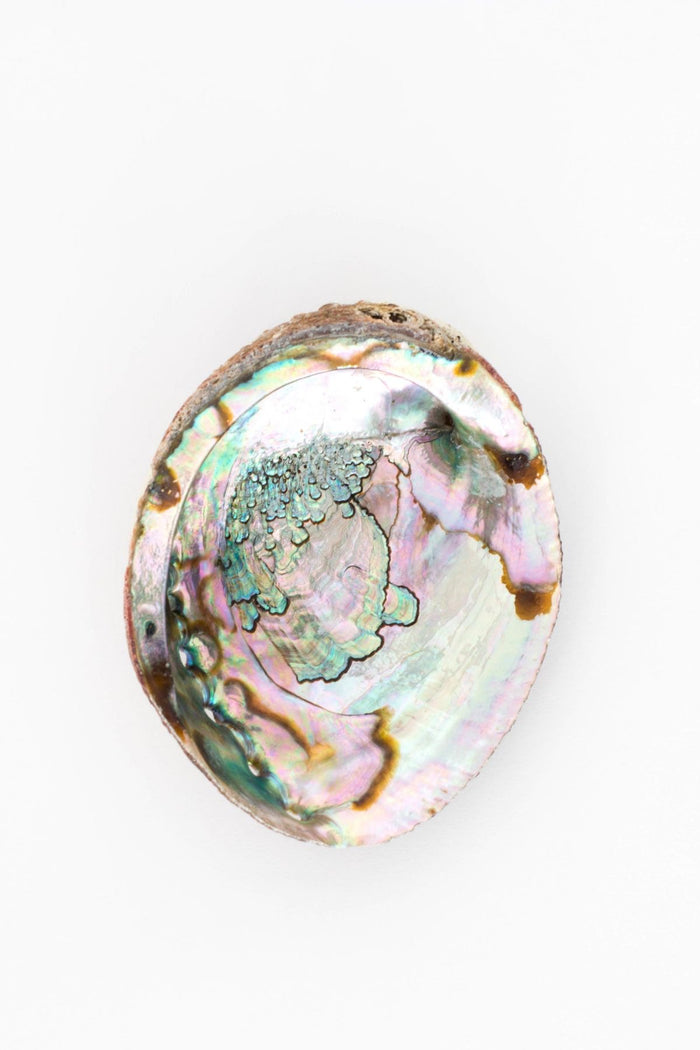 Abalone Dish