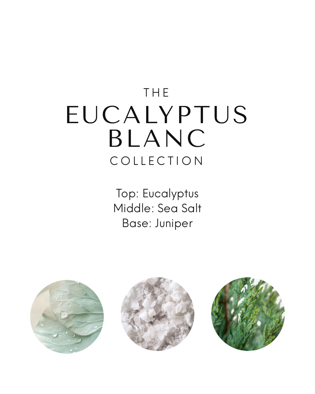 Eucalyptus Blanc - Reed Diffuser